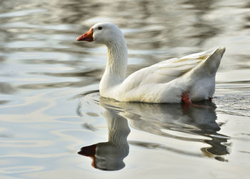 Close-up of swan swimming on lake