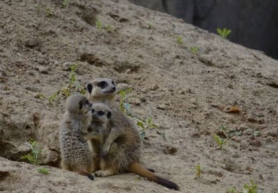 Close-up of meerkat family