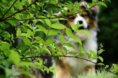 Close-up of fresh green plant