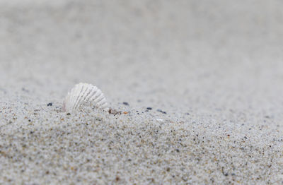 Close-up of seashell on beach