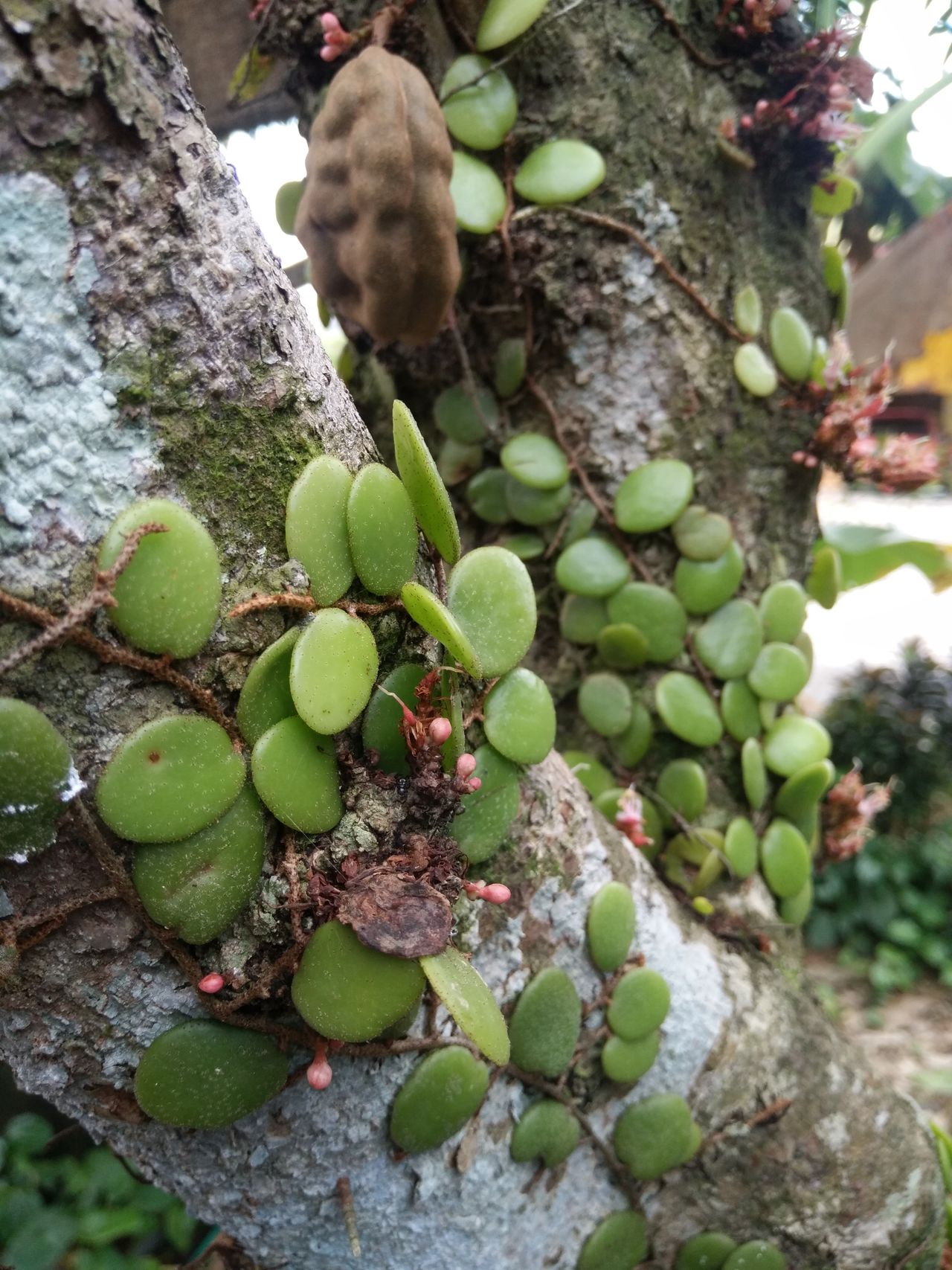 Devils ivy plant