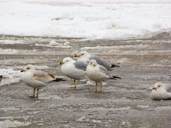 Seagull on beach