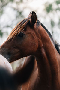 Close-up of a horse in ranch