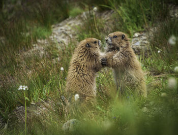 Alpine marmots dancing in a field of wildflowers 