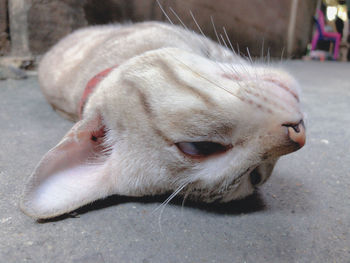 Close-up of a dog lying on footpath