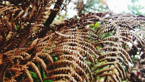 Close-up view of leaf