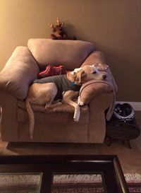 Dog sleeping on sofa at home