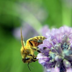 Close-up of bee pollinating flower