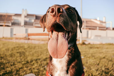 Close-up of dog on field