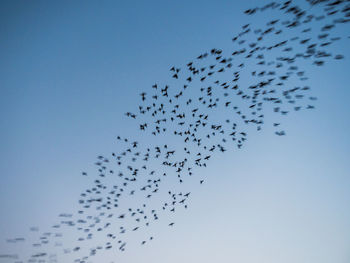 Low angle view of birds flying in sky
