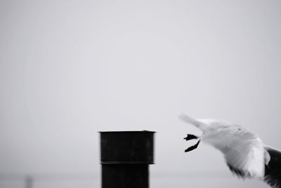 Close-up of bird