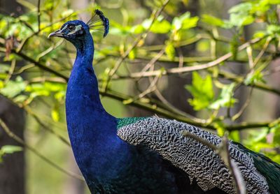 Close-up of a peacock