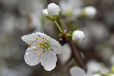Close-up of white flowering plant