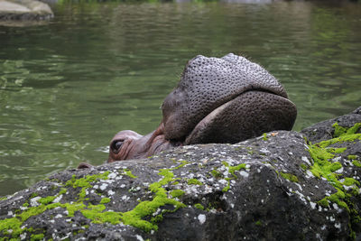 Bird on rock by lake
