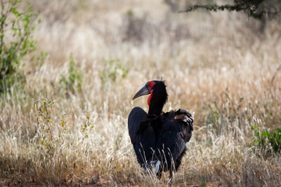Side view of a bird on field
