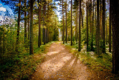 Empty walkway amidst trees in forest