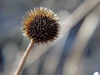 Close-up of thistle