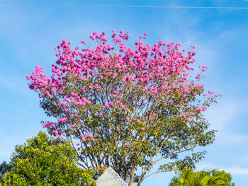 Low angle view of pink flowers blooming on tree against sky