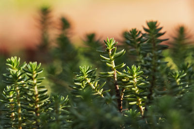 Close-up of pine tree