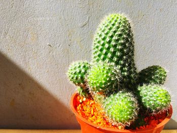 Close-up of potted cactus plant against wall