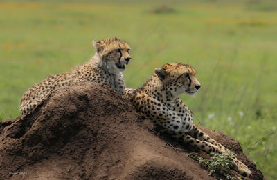 Cheetah on field