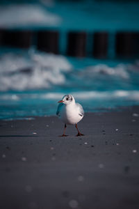 Close-up of seagull perching on street