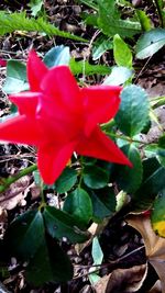 Close-up of red rose flower