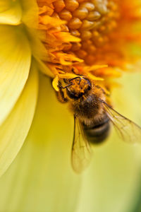 Close-up of bee pollinating on flower