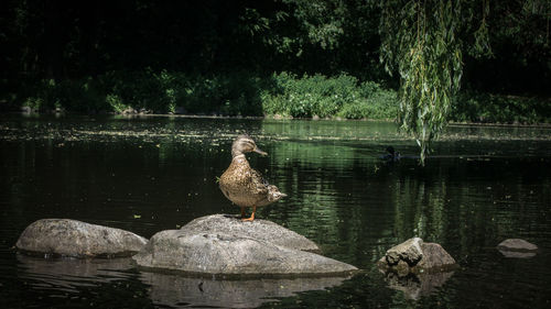 High angle view of gray heron perching on tree by lake
