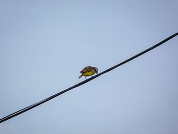 Low angle view of bird perching on cable against sky