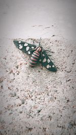 Close-up of butterfly on leaf