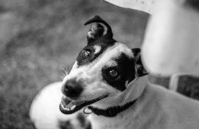 Close-up portrait of dog looking away