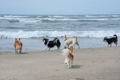 Dogs running at beach
