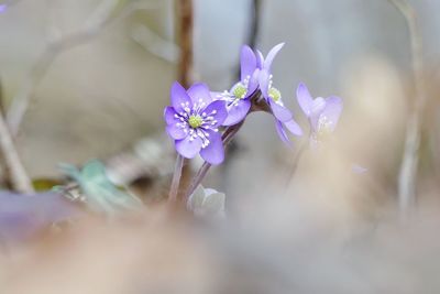 Close-up of purple flowering plant