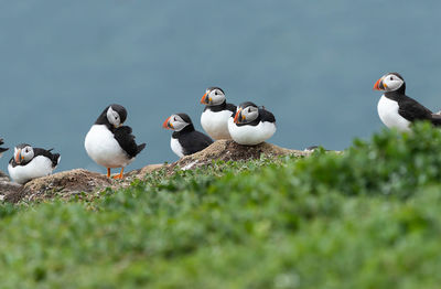 Close-up of birds perching on the water