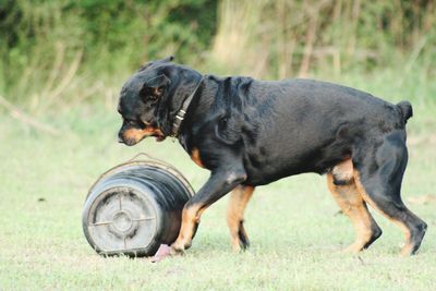 Close-up of dog on field