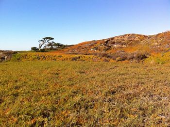 Scenic view of landscape against clear sky