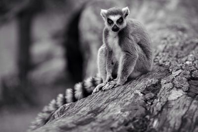 Portrait of lemur sitting on log