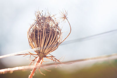 Close-up of plant against sky