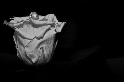 Close-up of flower over black background