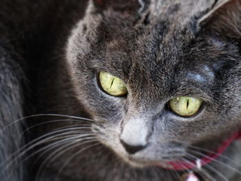 Close-up portrait of a cat