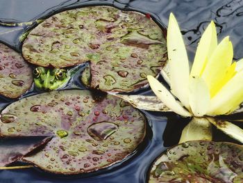 High angle view of food on table