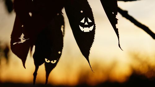 Close-up of leaves against sky during sunset