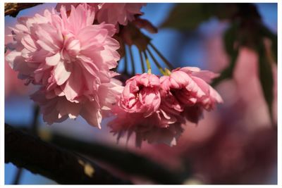 Close-up of pink flowers