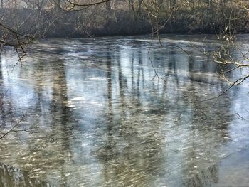 Reflection of trees in lake