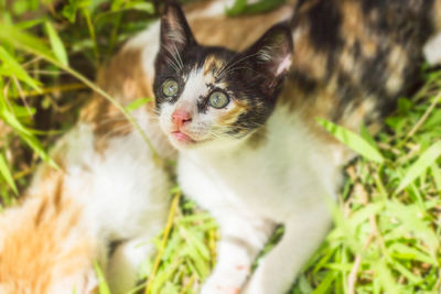 Close-up portrait of kitten on grass