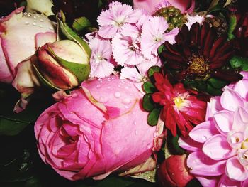 Close-up of pink flowers