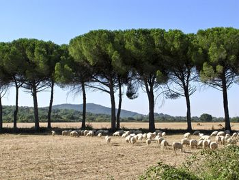 Trees on field against clear sky