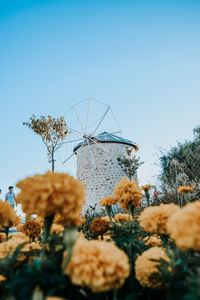 Low angle view of plants against clear sky