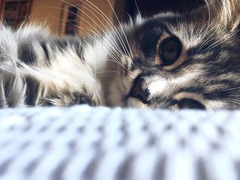 Close-up portrait of cat